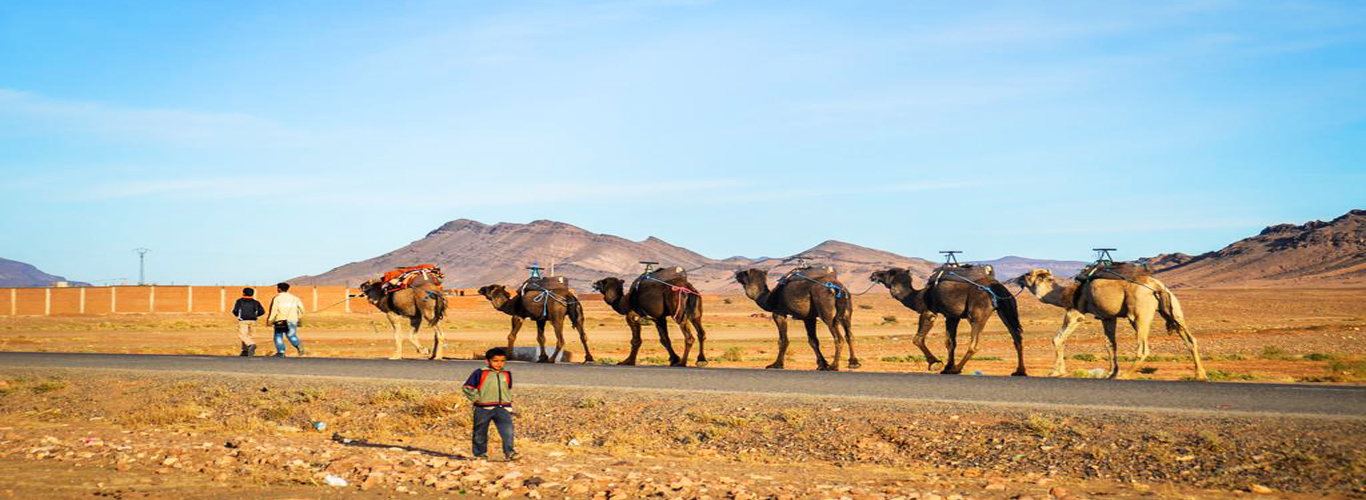 camel trekking zagora