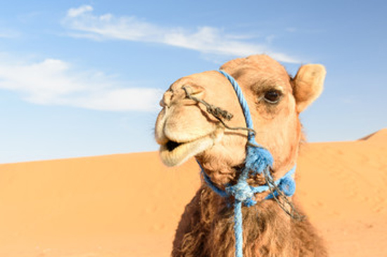 camel trek merzouga