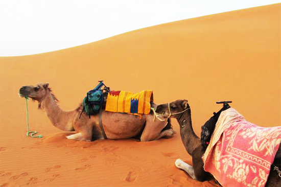 camel trek merzouga