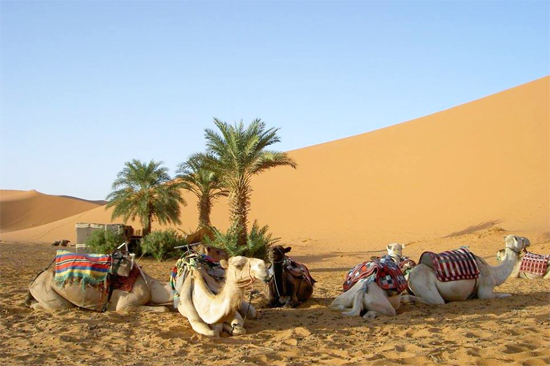 merzouga sunset camel ride